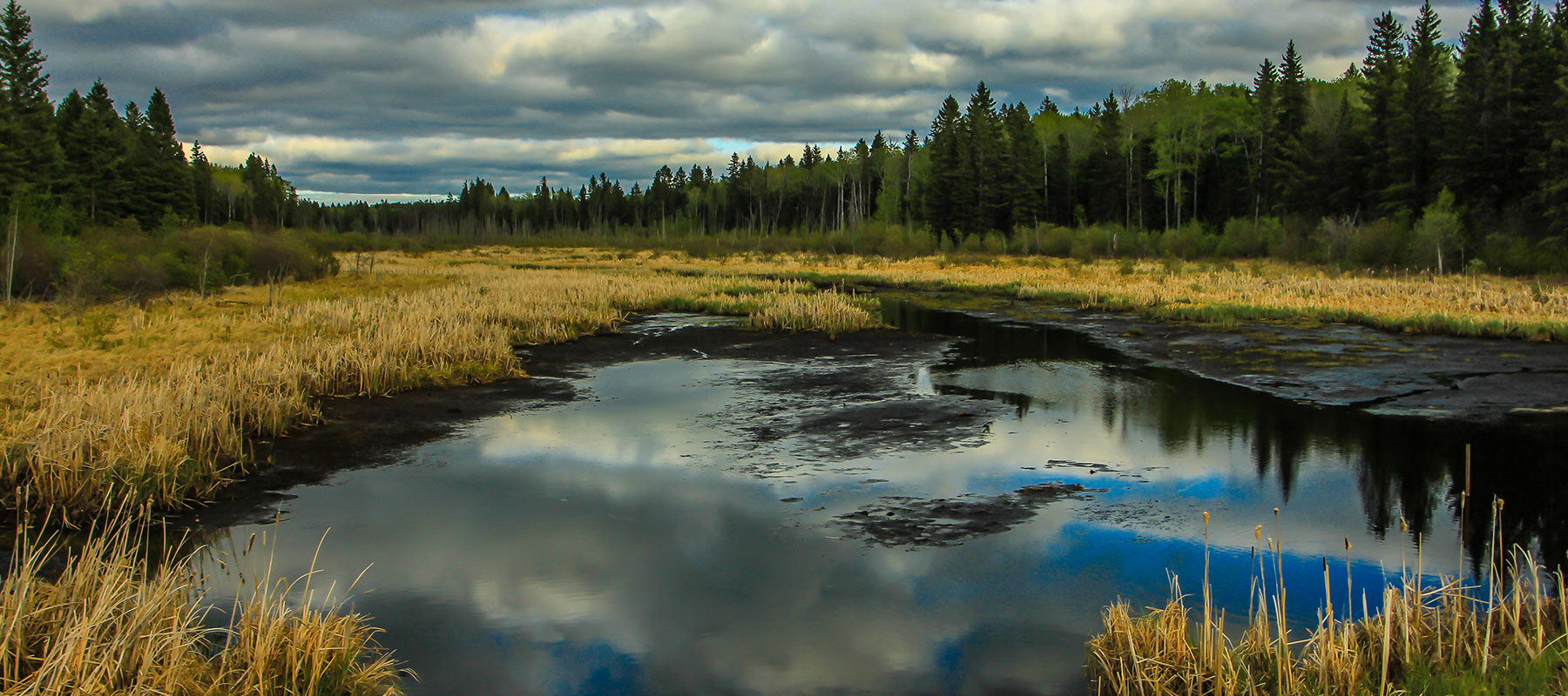 Black bear big game hunting packages — Muskeg Country Outfitters – Muskeg Country Outfitters