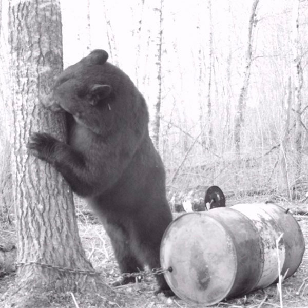 Bear Hunting in Manitoba, Canada